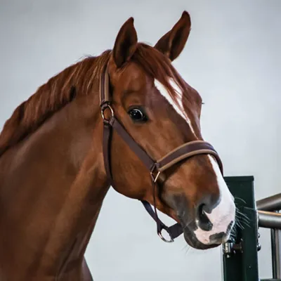 Produktbild von Bucas Halfter Comfort Halter Brown/ Brown Pony