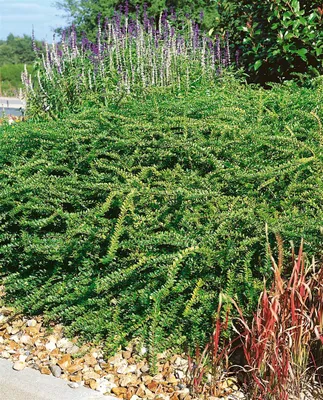 Produktbild von Lonicera nitida 'Elegant', Heckenkirsche, immergrün, 40–60 cm
