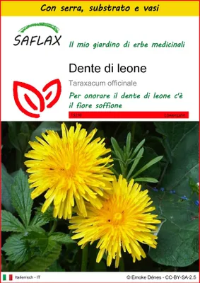 Immagine prodotto di SAFLAX Insieme di coltivazione - Dente di leone - 200 semi - Taraxacum