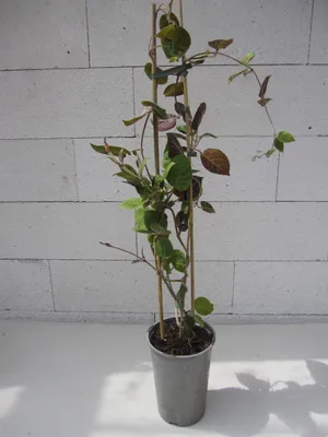 Produktbild von Käsekraut - La Mo Long - Paederia lanuginosa