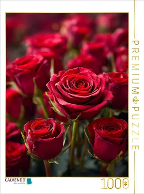 Produktbild von CALVENDO Puzzle Rote Rosen in voller Blüte | 1000 Teile Lege-Größe 64x48cm Foto-Puzzle für glückliche Stunden