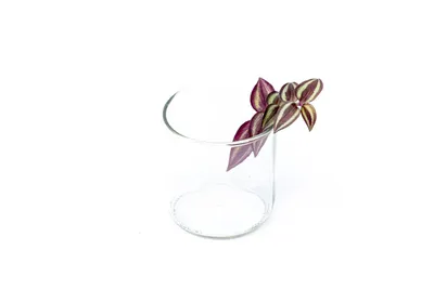 Obrázok produktu pre Gardners Tradescantia zebrina PURPLE - odrezky na zakorenenie