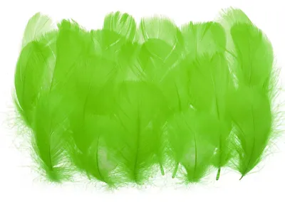 Bunte Gänsefedern 300 Stück 7,6–12,7 cm, Bastelfedern, Limettengrün