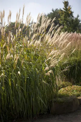 Produktbild von Miscanthus sinensis 'Adagio', Chinaschilf, kompakt, ca. 11x11 cm Topf
