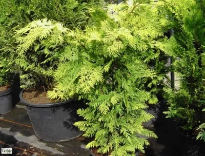 Produktbild von Chamaecyparis lawsoniana Howarths Gold - Scheinzypresse - 40-60