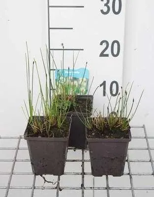 Produktbild von 6 x Eleocharis palustris - Sumpfbinsen - Topf 9 x 9 cm
