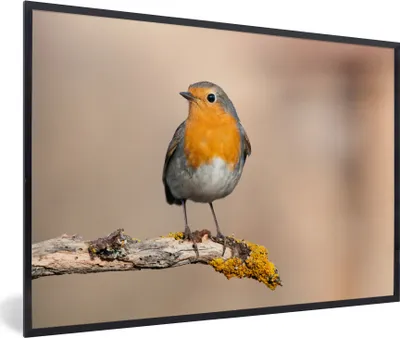 Produktbild von MuchoWow® Gerahmtes Poster Rotkehlchen - Vogel - Zweig - Tiere 90x60 cm - Poster mit Schwarzem Bilderrahmen Wandposter Rahmen Foto Bilder - Fotorahmen - Foto-Plakat