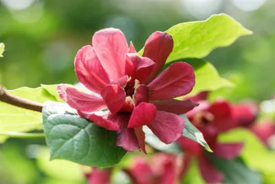 Produktbild von Calycanthus raulstonii 'Hartlage Wine', rot, 60–80 cm