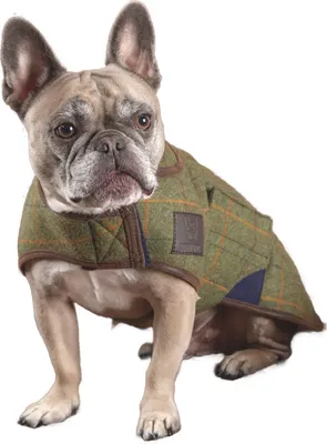 Image de Digby & Fox - Hundemantel, Tweed ER2220 (L) (Rot/Gelb/Blau)