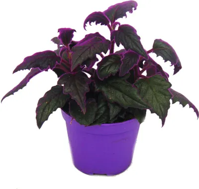 Produktbild von Gynura Purple Passion - Samtblatt - Samtnessel - lilafarbene Pflanze - 9cm