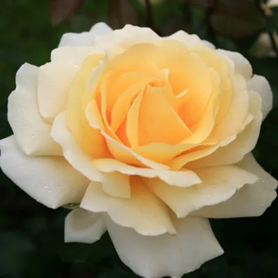 Obrázek produktu pro Růže  - Růže Kordes Eleganza® - Růže 'Winter Sun'®