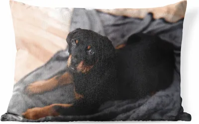 Produktbild von MuchoWow® Outdoor Kissen - Ein Rottweiler-Welpe auf einem schwarzen Teppich - 60x40 cm - Wetterfest - Lounge Kissen - Zierkissen - Kissen für Innenräume