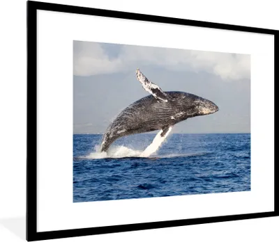 Produktbild von MuchoWow® Gerahmtes Poster Ein Buckelwal springt aus dem Wasser 80x60 cm - Poster mit Schwarzem Bilderrahmen Wandposter Rahmen Foto Bilder - Schlafzimmer-Dekorationen - Fotoposter