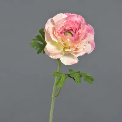 Produktbild von artplants.de Deko Ranunkel Kristy, rosa-pink, 60cm, Ø10cm - Kunst Ranunkel