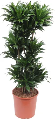Produktbild von Dračí strom - Dracaena Compacta - pokojová rostlina - 140cm - ø30cm