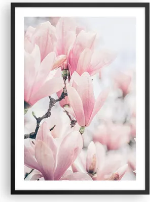 Produktbild von Gerahmtes Poster - Schwarzer Rahmen - Magnolie Blumen Rosa - 50x70 cm - Wand Bild - Wanddeko - Wandbilder - Kunstposter - Wandposter - Bilderrahmen - Bilder - Kunstdruck - P2BPA50x70-4396