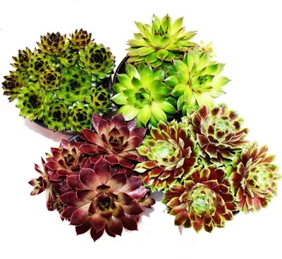 Obrázok produktu pre Houseleek - Sada 4 rôznych odrôd Sempervivum