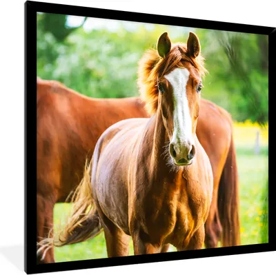 Produktbild von MuchoWow® Gerahmtes Poster Pferde - Licht - Wiese 40x40 cm - Poster mit Schwarzem Bilderrahmen Wandposter Rahmen Foto Bilder - Mit Rahmen - Wanddekoration Schlafzimmer