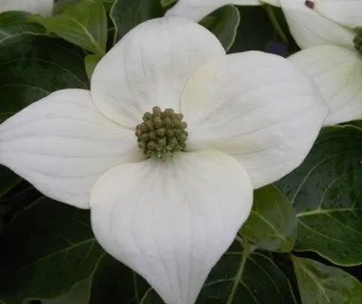 Produktbild von Cornus kousa Milky Way - Chinesischer Blumenhartriegel Milky Way