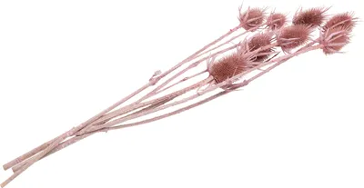 Produktbild von Trockenblumen "Kardendistel", L ca. 55 cm Rosa