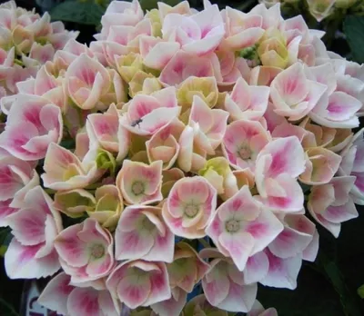 Produktbild von Bauernhortensie Camilla - Ballhortensie - Hydrangea macrophylla Camilla