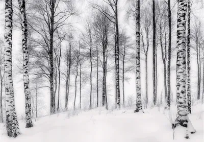 Produktbild von Fototapete 3D Effekt Wald Birken Natur - 400x280 cm - inklusive kleister - Vlies Tapete - Vliestapete Wohnzimmer Schlafzimmer Küche Modern Wandtapete