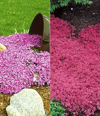 Produktbild von BALDUR Garten 6er Winterharte Bodendecker-Mix, Pflanzen im 9x9 cm-Topf, Phlox und Thymian, Polsterphlox und Polsterthymian, winterharte Stauden, trockenresistent, mehrjährig