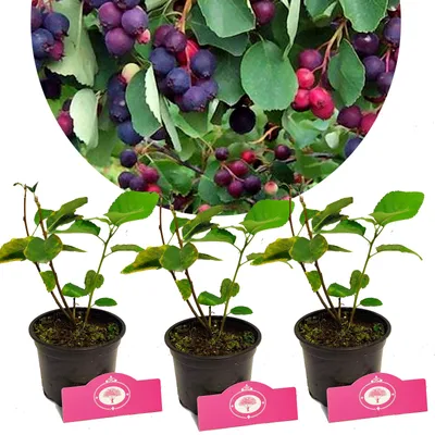 Obrázek produktu pro Sada 3 rybízů - Amelanchier alnifolia "Sleyt" - výška 25 cm - květináč 12 cm