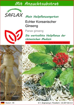 Produktbild von SAFLAX - Heilpflanzen - Echter Koreanischer Ginseng - 10 Samen - Mit keimfreiem Anzuchtsubstrat - Panax ginseng