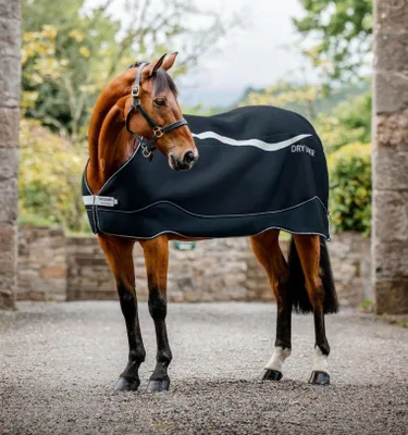 A brown horse wearing a navy and silver horse blanket stands in a stone courtyard.