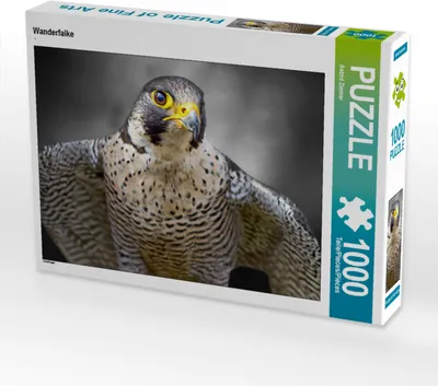 Produktbild von CALVENDO Puzzle Wanderfalke | 1000 Teile Lege-Größe 64x48cm Foto-Puzzle für glückliche Stunden
