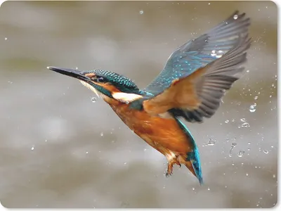 Produktbild von MuchoWow® Mauspad Mousepad Eisvogel - Wasser - Fliegen 23x19 cm - Mousepads - Maus Mat - Pad - Mausunterlage - Schreibtischunterlage - Mauspad