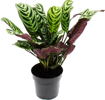 Obrázok produktu pre Po?ute?ná rastlina v tieni s ve?kými vzormi listov Ctenanthe burle-marxii Marante basket marante 14cm kvetiná? cca 40cm vysoký