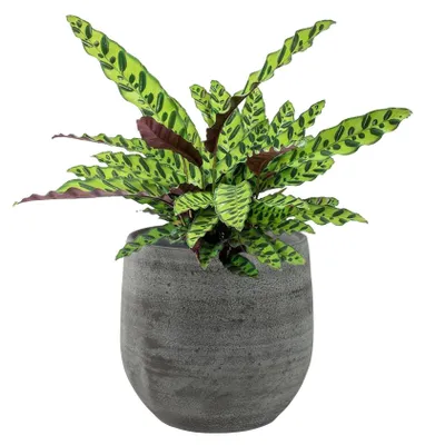 Produktbild von Steege Pflanzentopf/Blumentopf - Keramik - grau - 22x20 cm