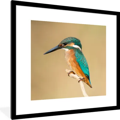 Produktbild von MuchoWow® Gerahmtes Poster Eisvogel - Tiere - Vogel 40x40 cm - Poster mit Schwarzem Bilderrahmen Wandposter Rahmen Foto Bilder - Poster - Plakat im Rahmen
