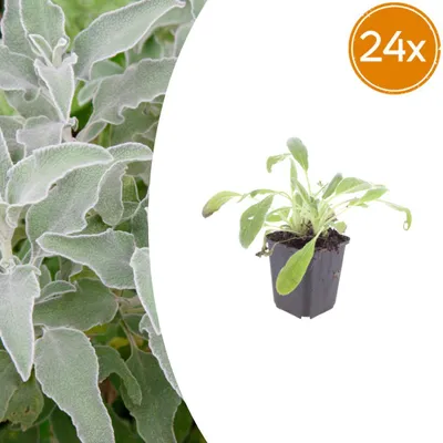 Zdjęcie produktu dla Stachys byzantina | 24 sztuki - 10-25cm - Ø9cm - Roślina ogrodowa
