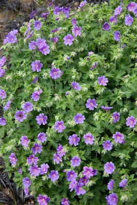 Produktbild von Geranium x magnificum 'Anemoniflorum', Storchschnabel, ca. 9x9 cm Topf