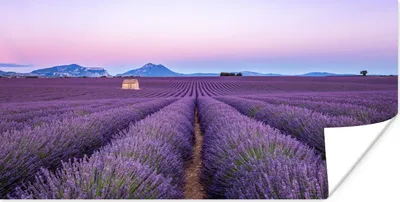 Produktbild von MuchoWow® Poster Lavendelfeld bei Sonnenuntergang in Südfrankreich 150x75 cm - ohne Rahmen