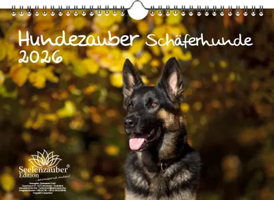 Produktbild von Hundezauber Schäferhunde DIN A4 Kalender für 2026 Welpen und Hunde - Seelenzauber