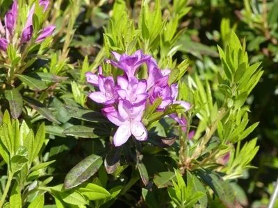 Produktbild von Rhododendron Govenianum - Rhododendron Govenianum (Azaleodendron) 40-50cm