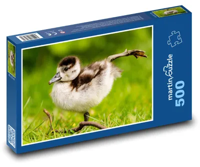 Obrázok produktu pre Puzzle 500 Mláďa husice nilskej - martinpuzzle