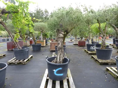 Produktbild von exakt dieser Baum Nr. C, 210 cm, Olivenbaum ' ' knorrige alte urige Olive winterhart