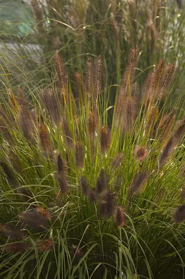 Produktbild von Stauden Gänge 5 x Pennisetum alopecuroides 'Weserbergland' im 1 Liter Topf - Lampenputzergras - Harmonie und Stil in jedem Garten - Winterhart