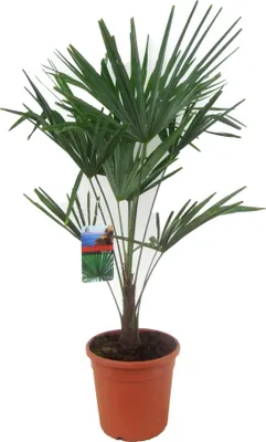 Produktbild von Chinesische Hanfpalme 80-100 cm  Trachycarpus fortunei