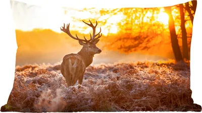 Produktbild von MuchoWow® Zierkissen Sofakissen Wohnzimmer Dekokissen 50x30 cm Hirsche - Winter - Sonnenuntergang - Wohnzimmerdekoration - Polster mit Photo