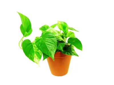 Obrázok produktu pre Gardners Epipremnum Marble Queen, priemer 12 cm