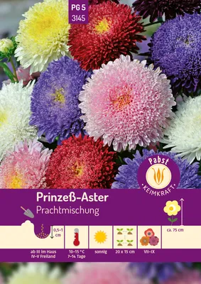 Produktbild von Pabst Keimkraft - Prinzeß - Aster Prachtmischung Samen - 173145