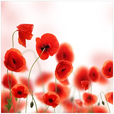 Produktbild von Wallario Sticker / Aufkleber für Kühlschrank / Geschirrspüler / Küchenschränke, selbstklebende Folie - 60 x 60 cm, Motiv: Leuchtende Mohnblumen - Rote Mohnblumenblüten