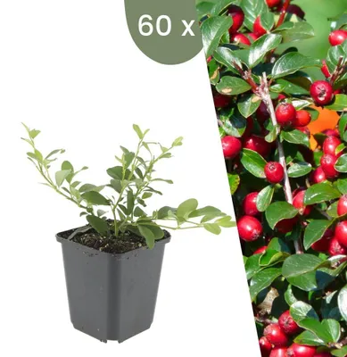 Image de Plants by Frank | 60 Plantes de cotoneaster | Cotoneaster dammeri | Couvre-sol rustique | Vivaces rustiques | Plantes de jardin