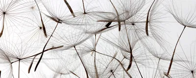 Produktbild von Fototapete - Dandelion Seeds 375x150cm - Vliestapete
